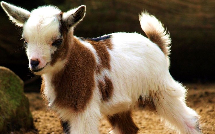 Goat  Theme screenshot #2