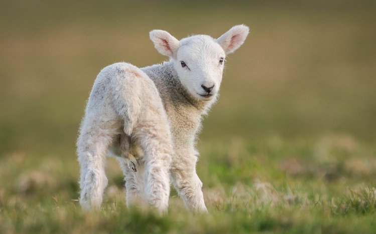 Goat  Theme screenshot #5