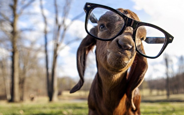 Goat  Theme screenshot #4