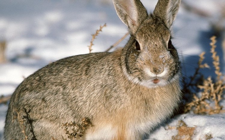 Hare Theme screenshot #2