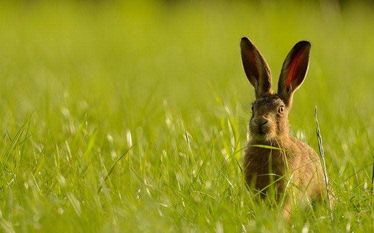 Hare Theme screenshot #6