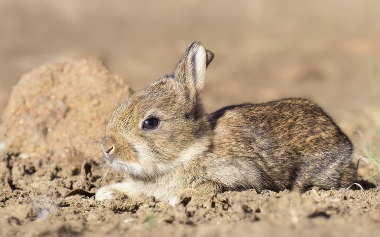 Hare Theme screenshot #1