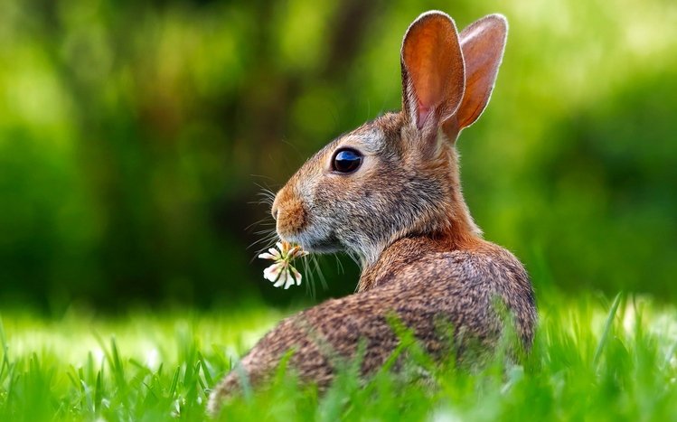 Hare Theme screenshot #13