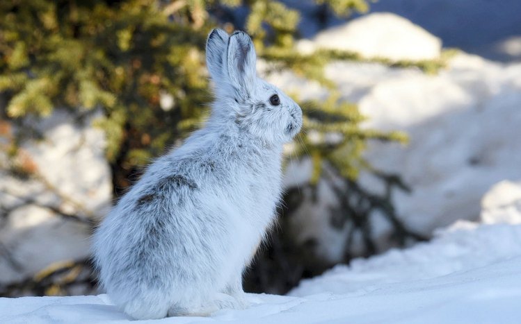 Hare Theme screenshot #15