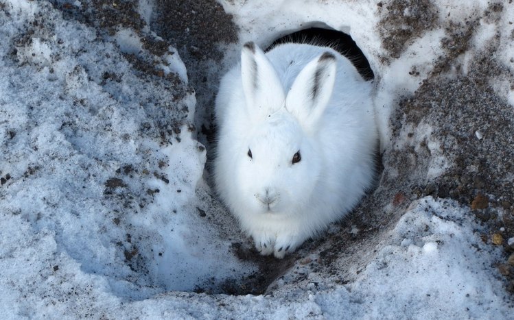 Hare Theme screenshot #14