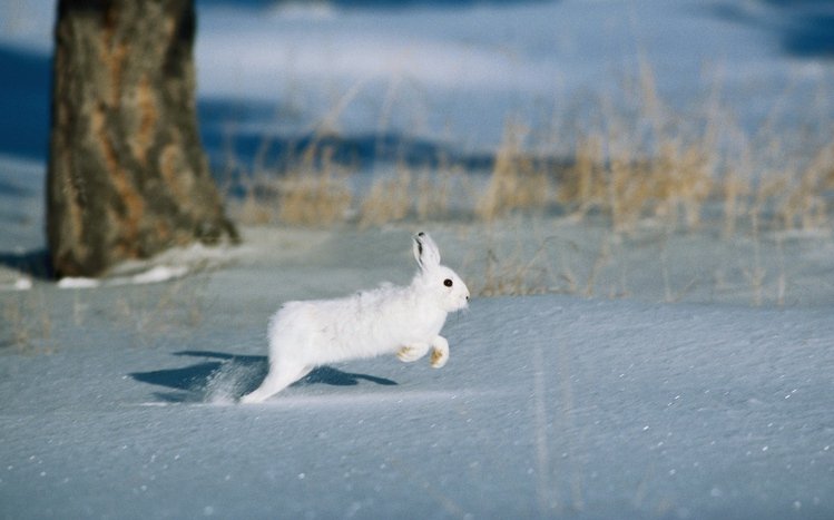 Hare Theme screenshot #3