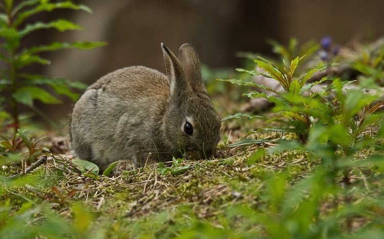 Hare Theme screenshot #8