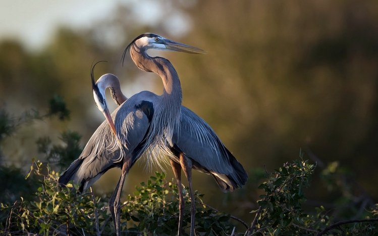 Heron Theme screenshot #8