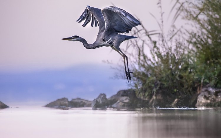 Heron Theme screenshot #13