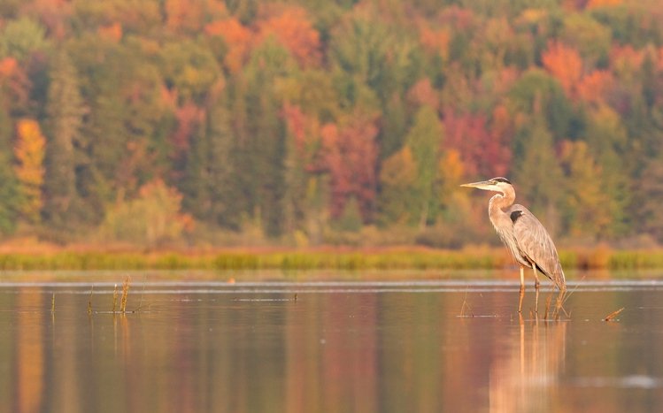 Heron Theme screenshot #10