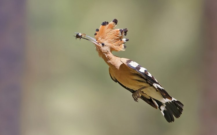 Hoopoe Theme screenshot #9