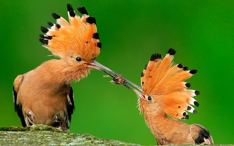 Hoopoe Theme screenshot #5