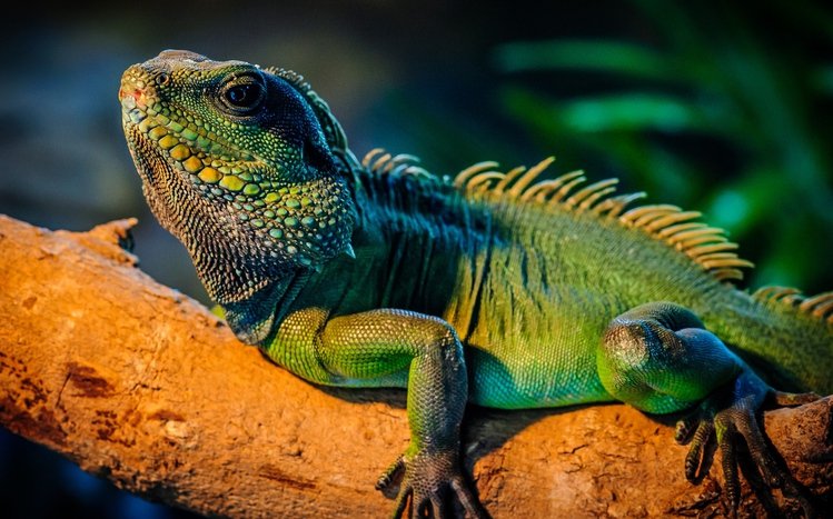 Iguana Windows 11/10 Theme - themepack.me