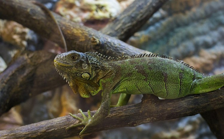  Iguana Theme screenshot #4