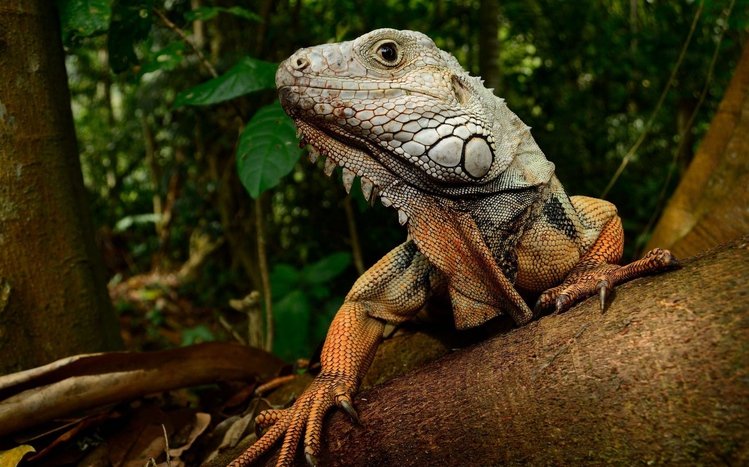  Iguana Theme screenshot #9