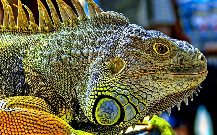 Iguana Windows 11/10 Theme - themepack.me