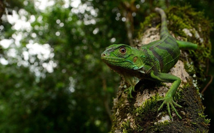  Iguana Theme screenshot #10