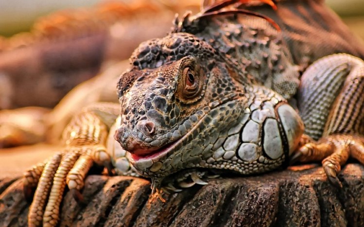  Iguana Theme screenshot #5