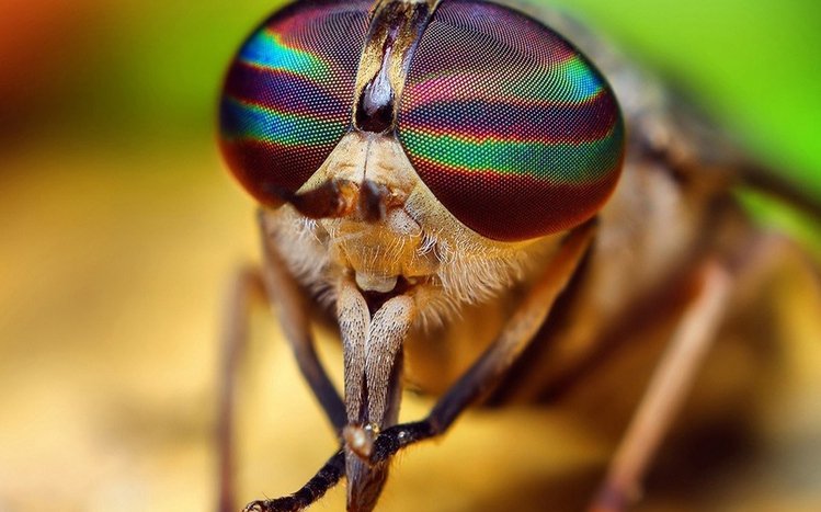 Insect Theme screenshot #15