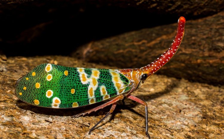 Insect Theme screenshot #12