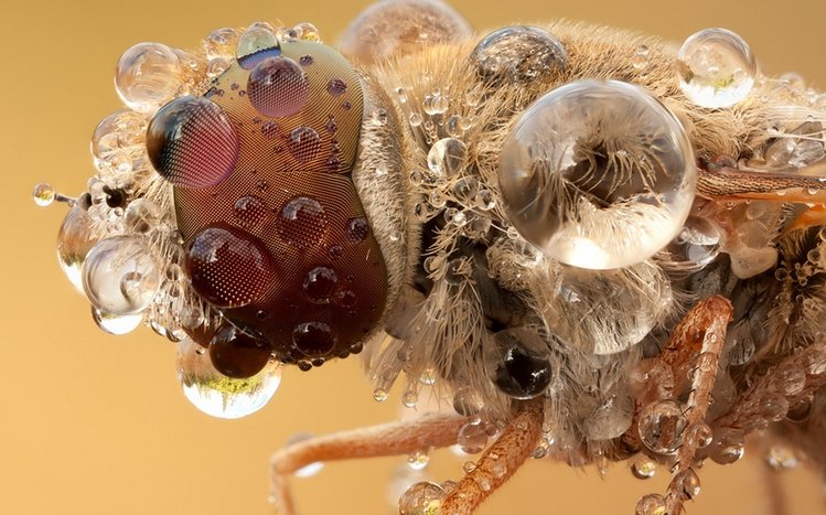 Insect Theme screenshot #6