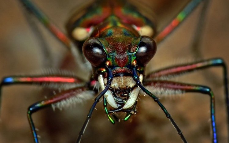 Insect Theme screenshot #2