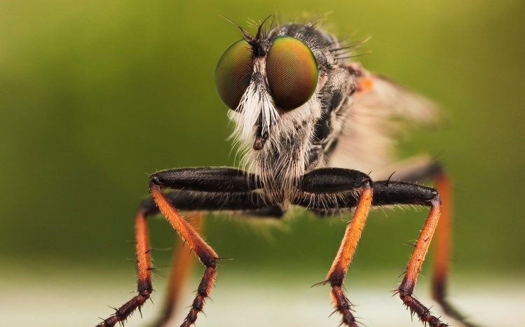 Insect Theme screenshot #8