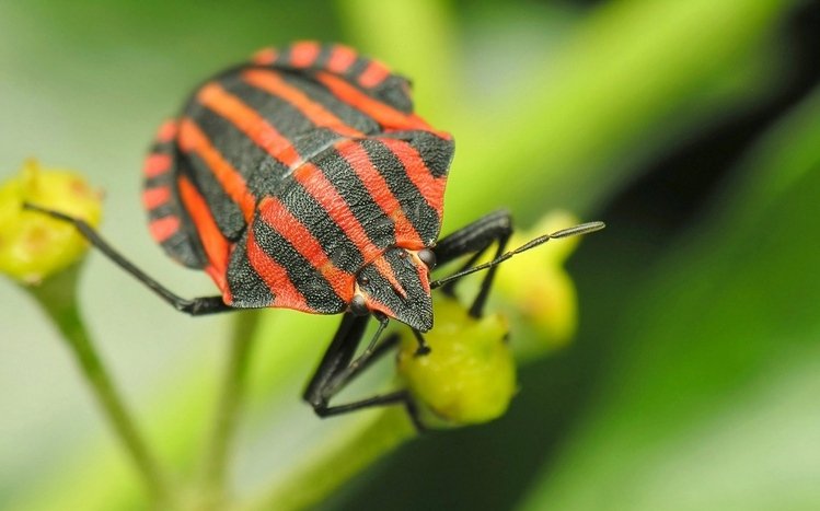 Insect Theme screenshot #1