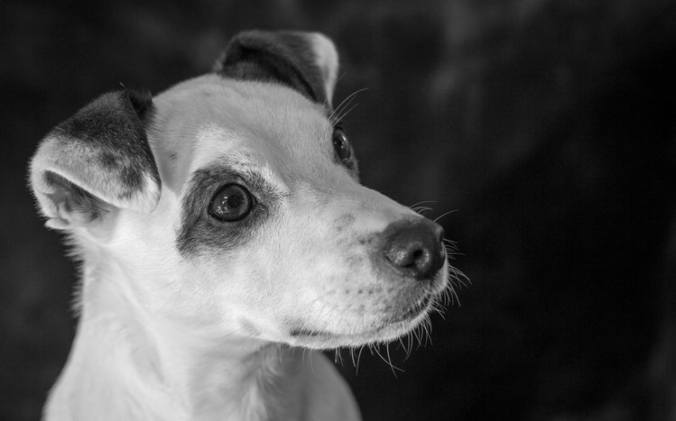 Jack Russell Terrier Theme screenshot #3