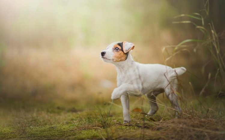 Jack Russell Terrier Theme screenshot #14