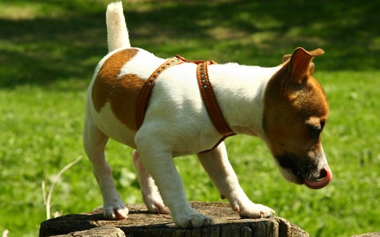 Jack Russell Terrier Theme screenshot #1