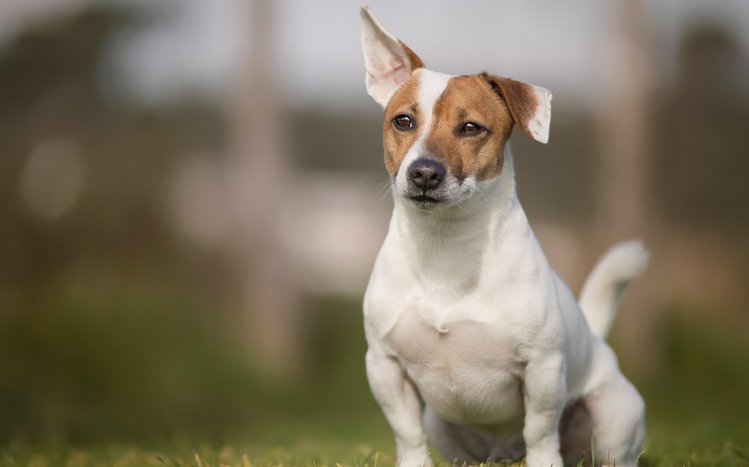 Jack Russell Terrier Theme screenshot #9