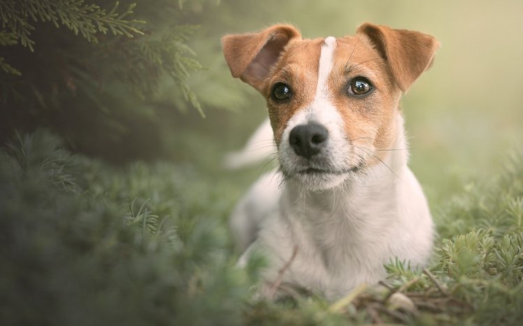 Jack Russell Terrier Theme screenshot #11