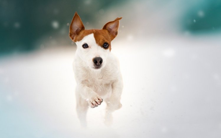 Jack Russell Terrier Theme screenshot #15