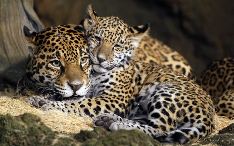 Jaguar Theme screenshot #14