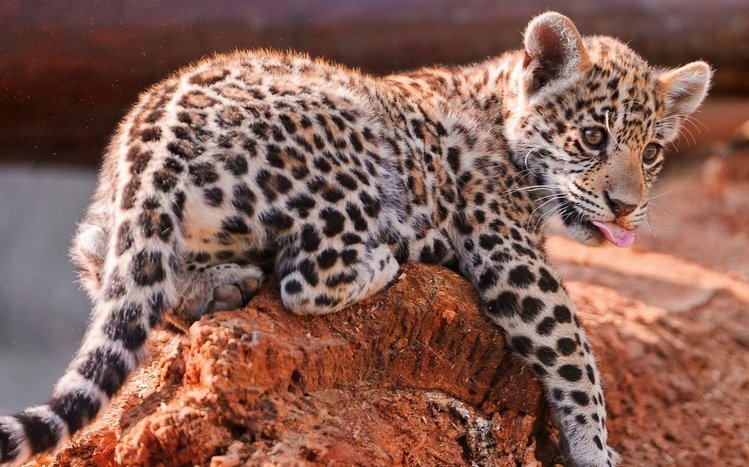 Jaguar Theme screenshot #3