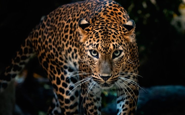 Jaguar Theme screenshot #13