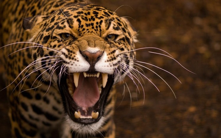 Jaguar Theme screenshot #12