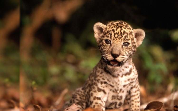 Jaguar Theme screenshot #9