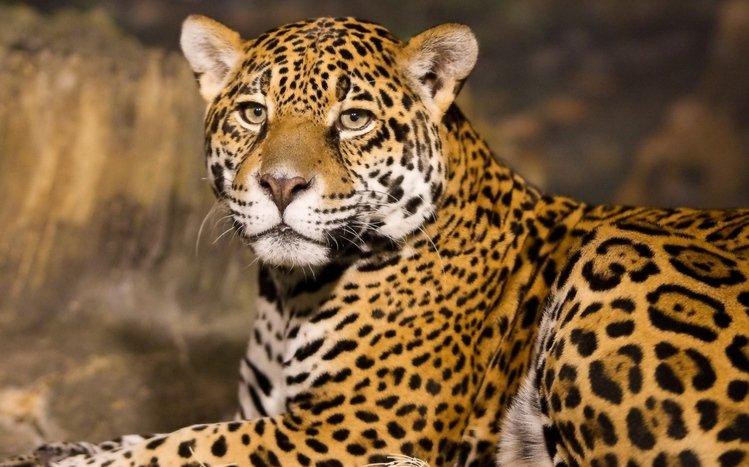 Jaguar Theme screenshot #5