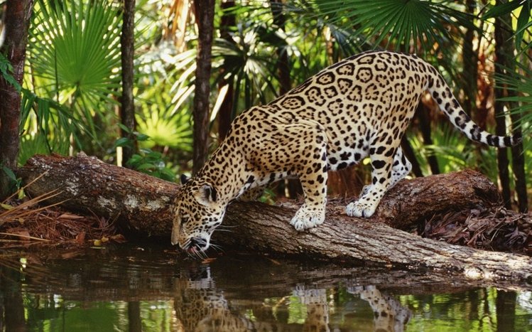 Jaguar Theme screenshot #7