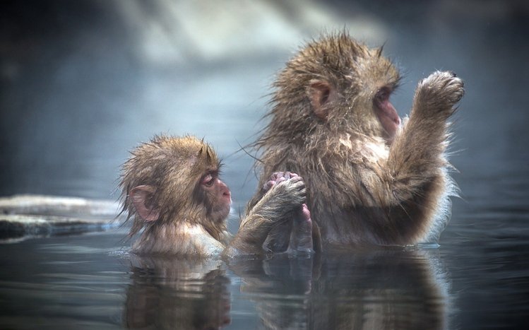 Japanese Macaque Theme screenshot #5