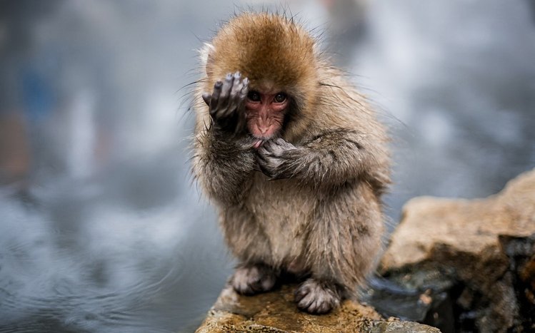 Japanese Macaque Theme screenshot #14