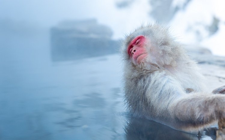 Japanese Macaque Theme screenshot #15