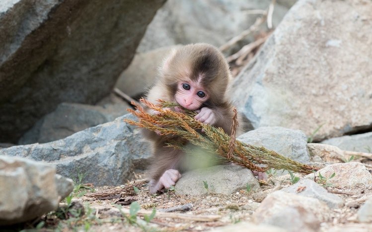 Japanese Macaque Theme screenshot #8