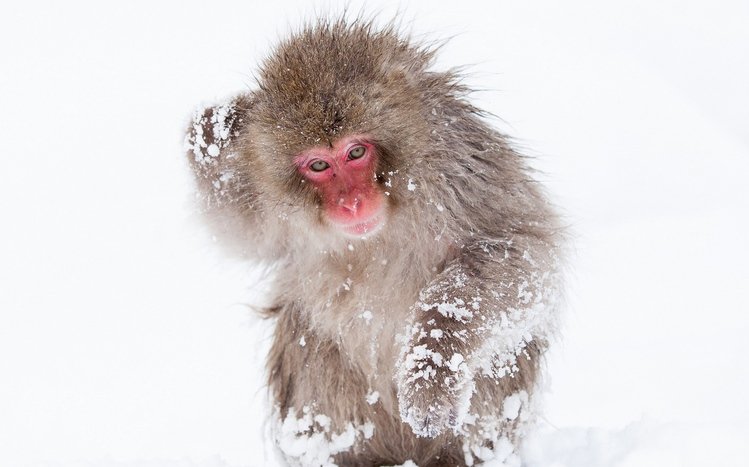 Japanese Macaque Theme screenshot #7