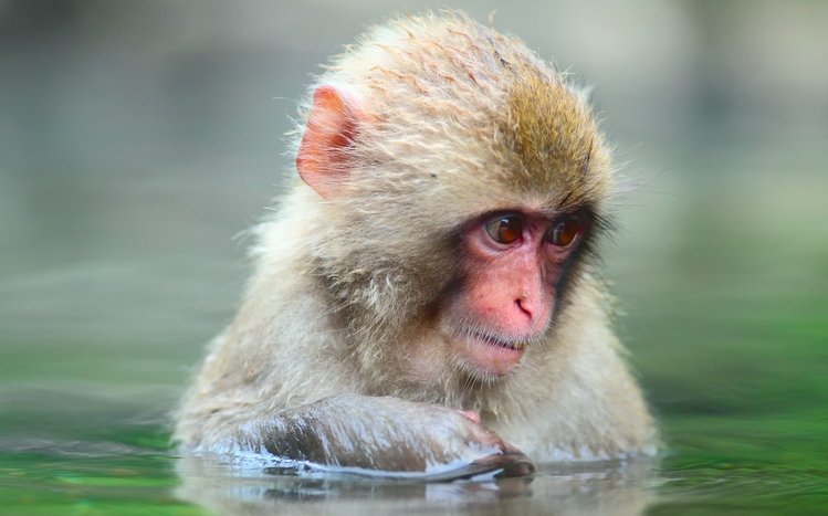 Japanese Macaque Theme screenshot #2