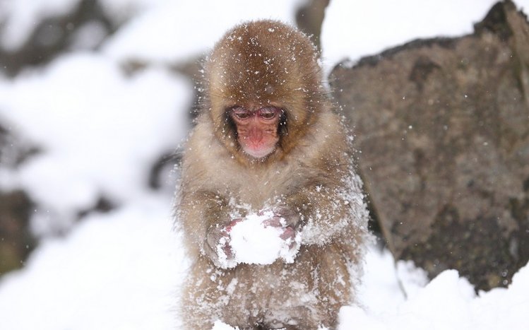 Japanese Macaque Windows 11/10 Theme - themepack.me