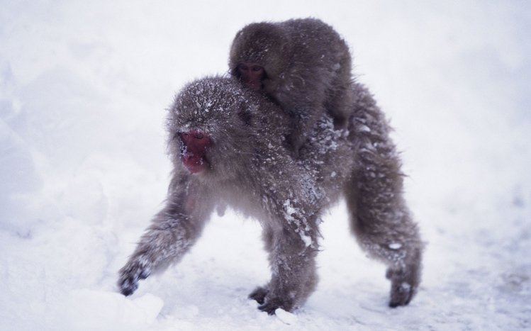 Japanese Macaque Theme screenshot #10