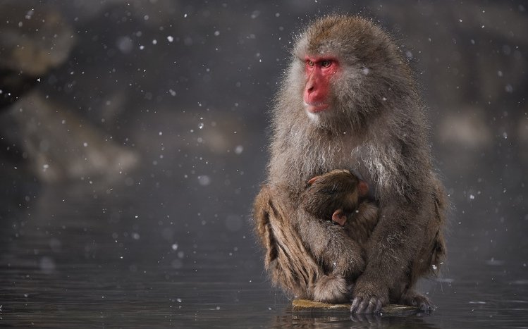 Japanese Macaque Theme screenshot #11